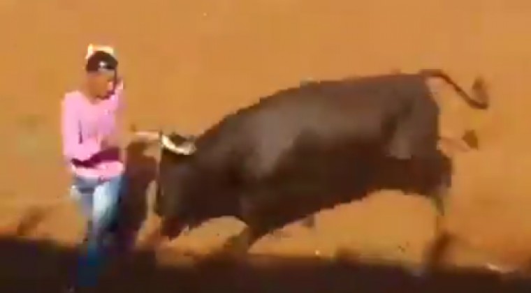 Más animales que la víctima: video muestra cómo matan a un toro a patadas