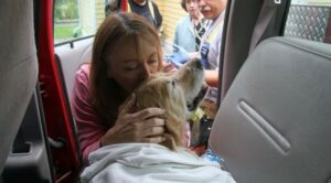 Figo, el perro guía que enfrentó un minibús para salvar a su dueña
