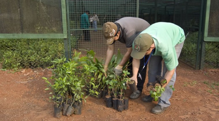 Regalan plantas para “hacer dinero”: yuyos que combaten disfunción sexual y diabetes