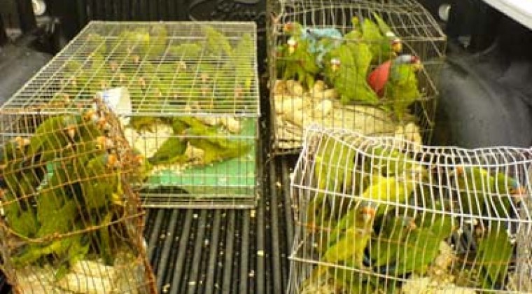 Venta de animales: Edil solicita regulación de la Municipalidad de Asunción