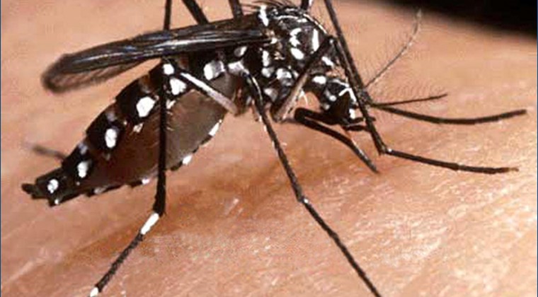 Suman 445 casos de dengue y 3 muertos en el 2016