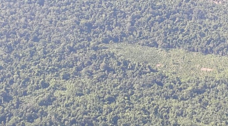 Tras sobrevuelo hallan cultivos de marihuana en reserva forestal
