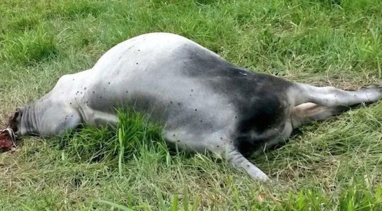 Reportan caso de rabia bovina en San Pedro