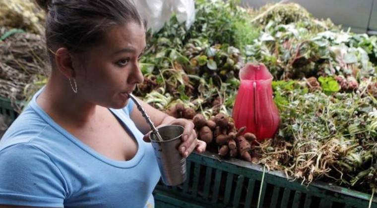 Quieren ‘patentar’ uso de poha ñana y conocimientos originarios