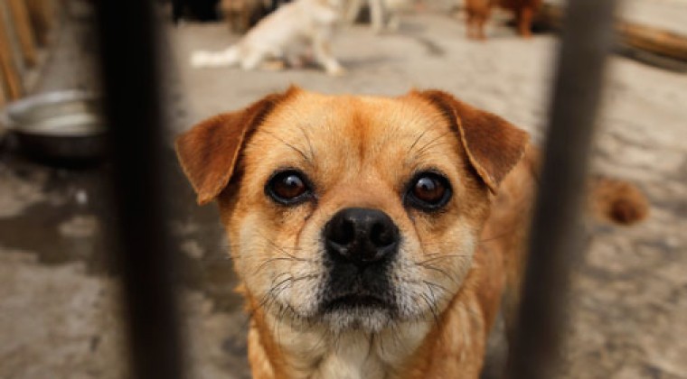 Presentan ordenanza de protección animal en capital