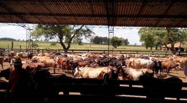 Ganado con calidad de pasto vuelve competitivo al país