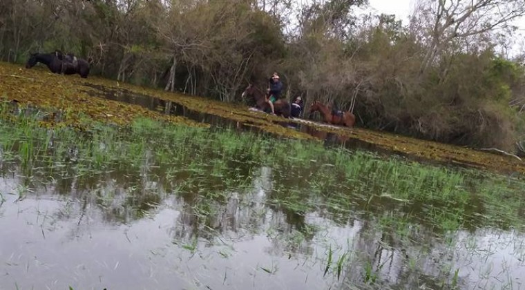 VIDEO | Animales sufren a causa de las inundaciones