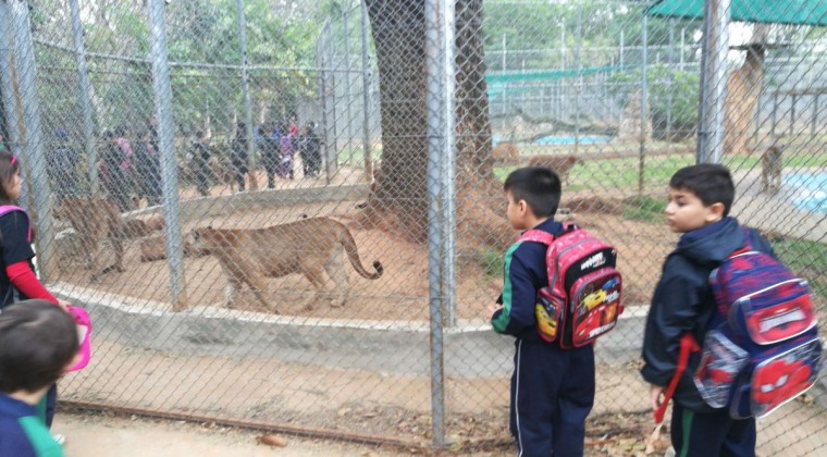 Felinos del zoo de Asunción inauguran su nueva casa