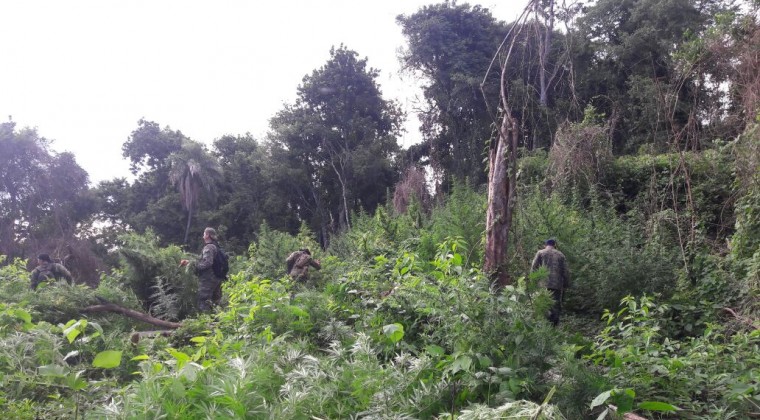 Destruyen 15 hectáreas y 500 kilos de marihuana en reserva de Caazapá