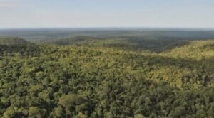 Ley forestal, en agenda de Senadores