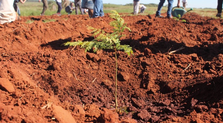 Reforestación: cuando plantar un árbol se convierte en un legado para el futuro
