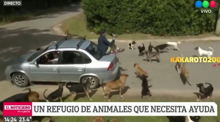 VIDEO | Notero argentino es rodeado por centenar de perros durante enlace en vivo