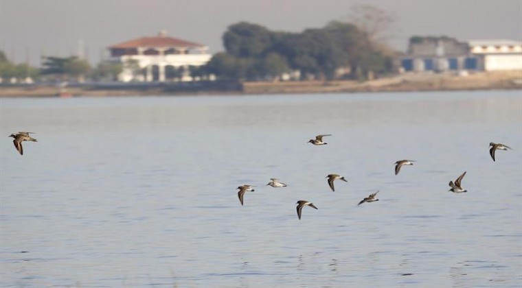 La plaga del plástico que ya azota al país: aves afectadas muestran arista letal de problema