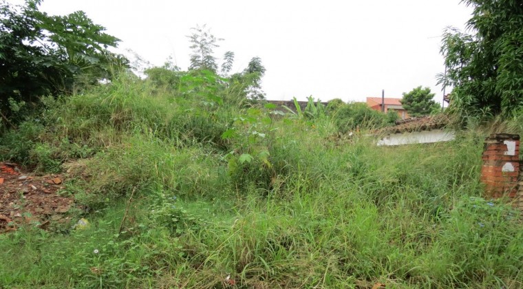 Comuna asuncena multará ‘fuerte’ a puercos con baldíos sucios, advierte intendente
