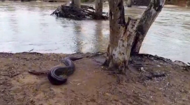 Mbói jagua (en peligro de extinción) de seis metros fue rescatado y devuelto al río
