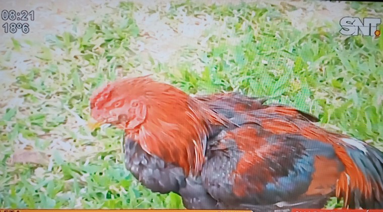Bartolito y sus amigos, víctimas de la inseguridad: dos detenidos por robo de gallos