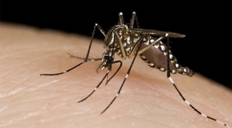 Alertan por circulación activa de dengue en Alto Paraná