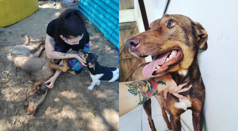 Rescate de animales: cuando el amor y la convicción son más fuertes que cualquier adversidad