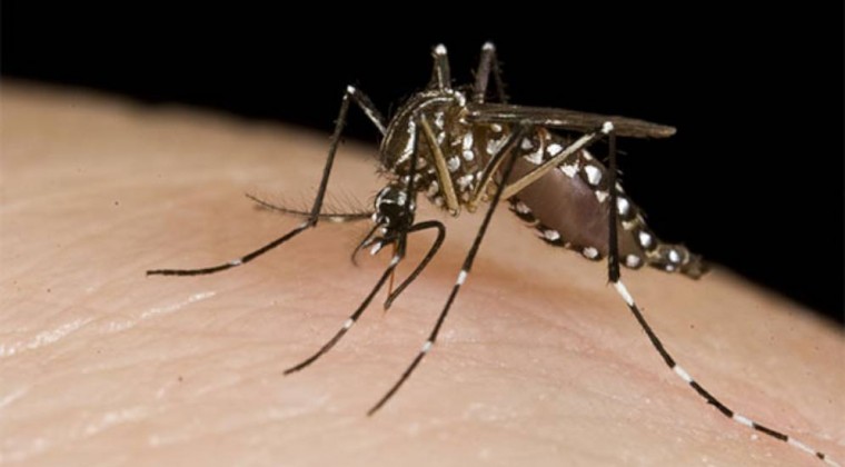 Alertan por aumento de casos de dengue en las últimas semanas