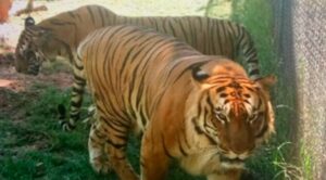 Jade, Maris y Thor: los tigres de bengala del zoo cumplen cuatro años