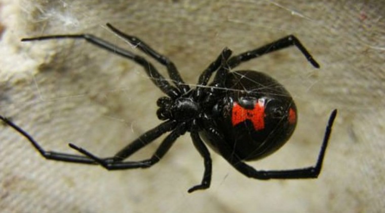 ¿Qué hacer en caso de sufrir la picadura de la araña viuda negra?