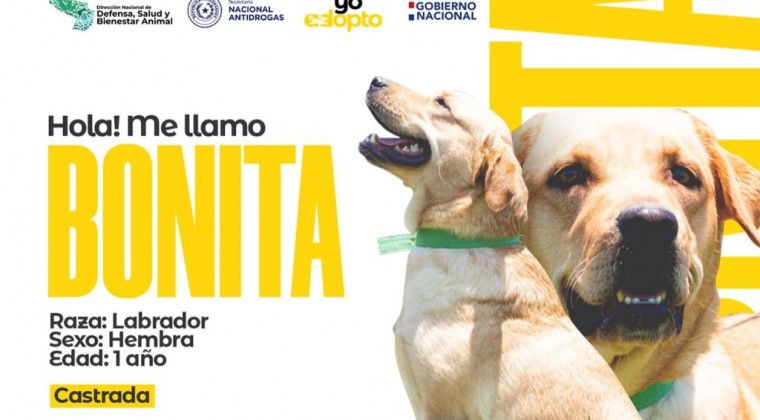 Tras cumplir servicio en la Senad, canes antidrogas buscan una nueva familia