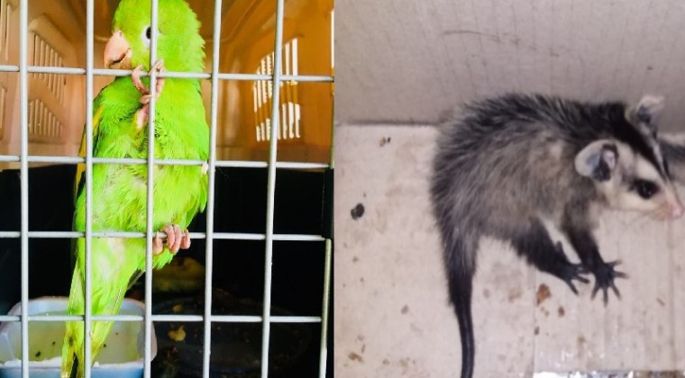 Tras denuncias, rescatan varios animales silvestres en Asunción y Villa Elisa