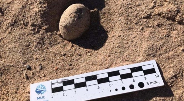 Hallan en sur de Argentina 160 huevos fósiles de aves prehistóricas