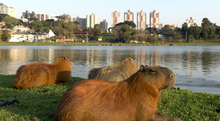 Carpinchos nativos vs barrios privados: guerra territorial en Buenos Aires