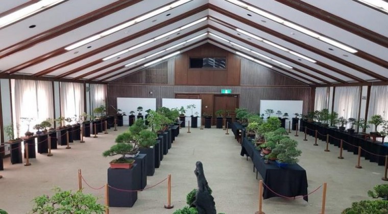 Demostración y exposición de bonsái, por el aniversario del Centro Paraguayo Japonés
