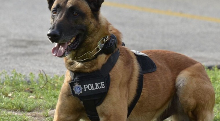 Bolivia homenajea a los perros con adopciones y un escalafón policial