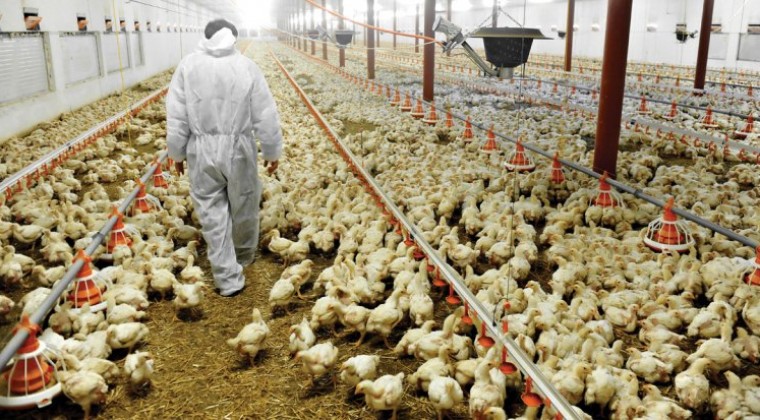 Cierres de ruta golpean al sector avícola: miles de aves podrían morir por falta de alimento