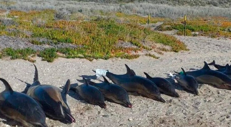 Hallan muertos a 15 delfines en playa de sur de Argentina