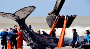 Rescatan a dos ballenas varadas en la costa argentina