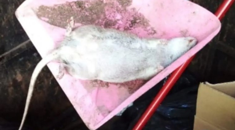 Nuevamente exponen ratas en Long Bar y alegan millonaria deuda con ANDE