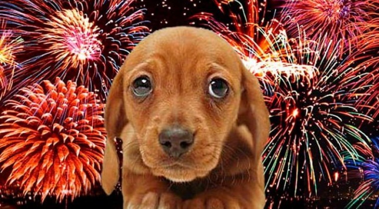 Piden cuidar de las mascotas durante la fiesta de fin de año