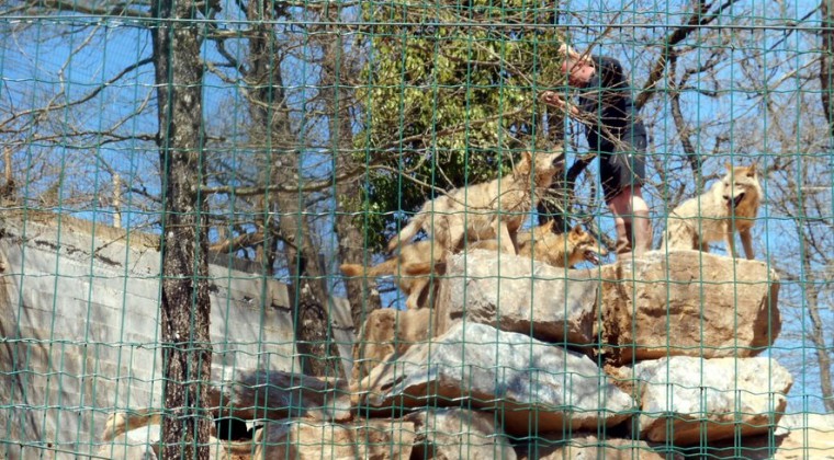Una manada de lobos se escapa de su jaula en un zoo de Francia