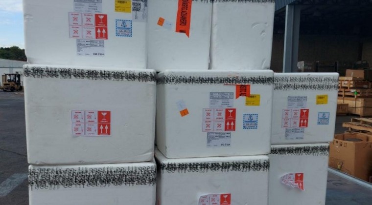 Paraguay adquirió 100 mil dosis contra fiebre amarilla: sepa cómo y dónde aplicarse