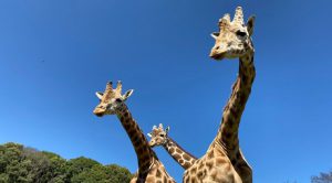 Investigan muerte de tres jirafas y denuncias de maltrato en Brasil