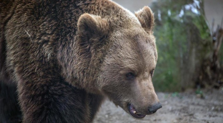 Dos hermanos murieron tras intentar dispararle a un oso en EEUU