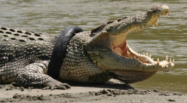 Cocodrilo indonesio que pasó cinco años con un neumático como “collar” vuelve a la normalidad