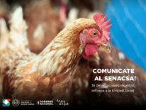 Gripe aviar: las señales que deben alarmar a los productores avícolas