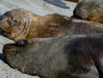 Chile confirma su primer caso de gripe aviar en un lobo marino