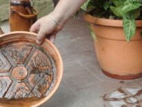 Más del 90 % de las casas visitadas por Senepa, tiene criaderos de mosquito