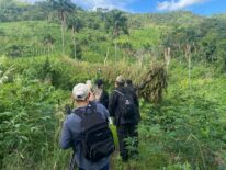 Durante operativo en Yby Yaú destruyen más de 24 toneladas de marihuana