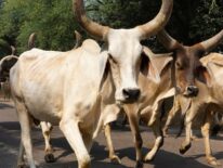 Una vaca ‘voladora’ mata a un anciano que orinaba en las vías del tren