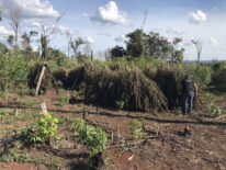 Desmantelan centro de producción de marihuana en la Reserva San Rafael