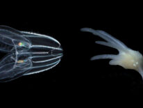 ¿Cuáles fueron los primeros animales?: nuevo estudio revela especies más antiguas