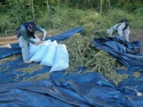 Eliminan 11 toneladas de marihuana en reserva natural