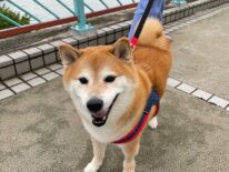 Muere ‘Cheems’, el perro de los memes virales